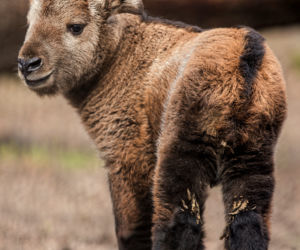 We wrocławskim zoo urodziła się samiczka takina złotego