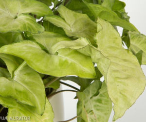 Syngonium