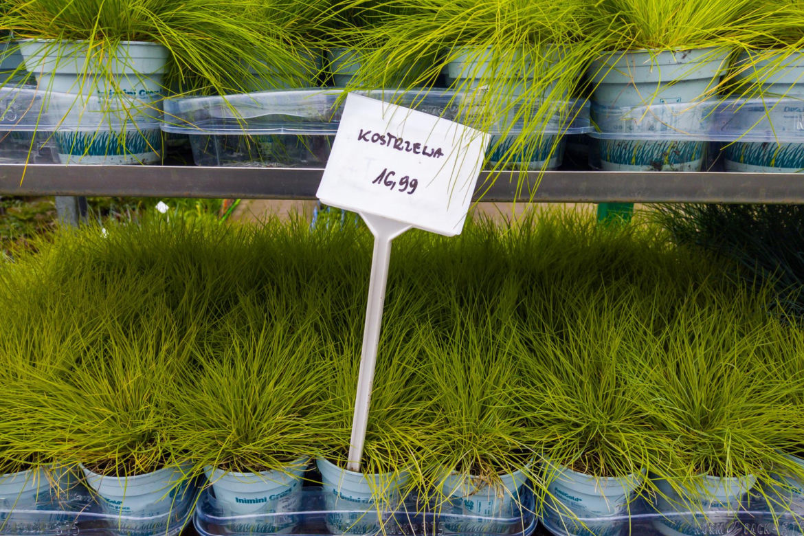 Kostrzewa – 16,99 zł/szt.