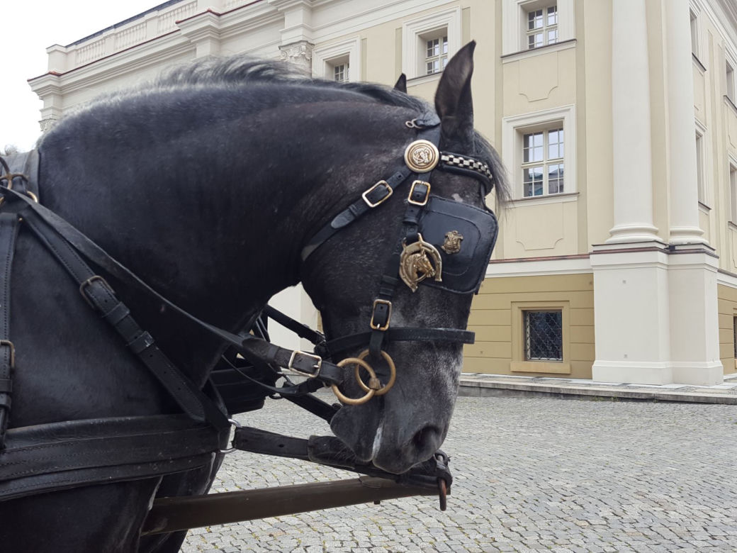 Przybyli ułani... świętować na Rynku w Lesznie