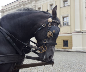 Przybyli ułani... świętować na Rynku w Lesznie
