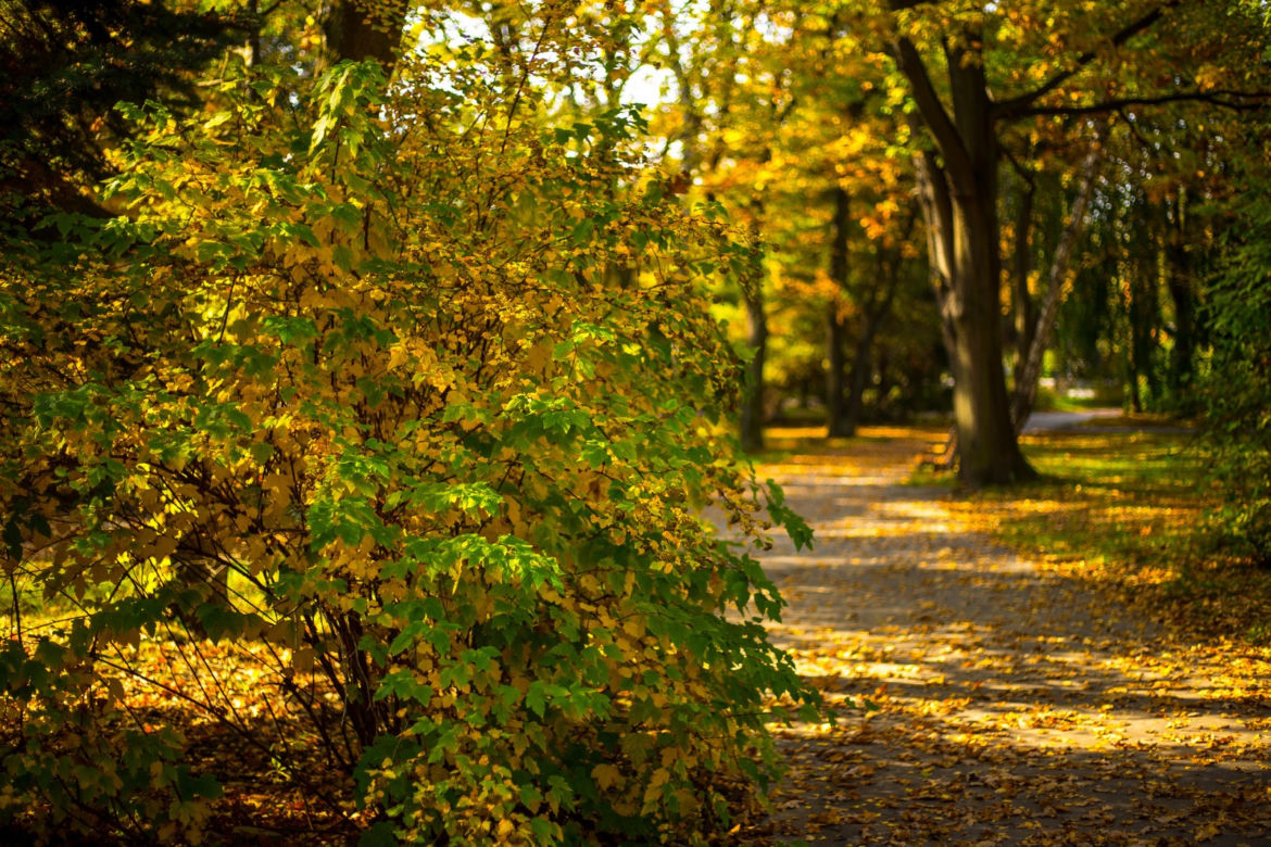Park Śląski jesienią jest naprawdę piękny