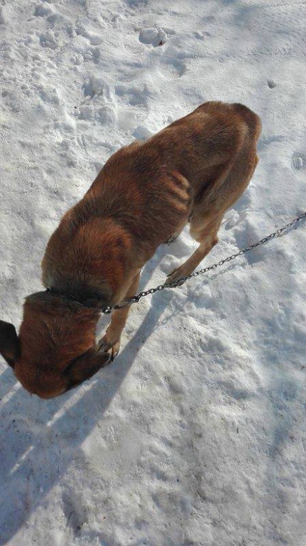 Koszmarna interwencja Animalsów w Krośnie