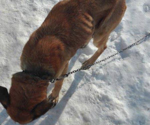 Koszmarna interwencja Animalsów w Krośnie