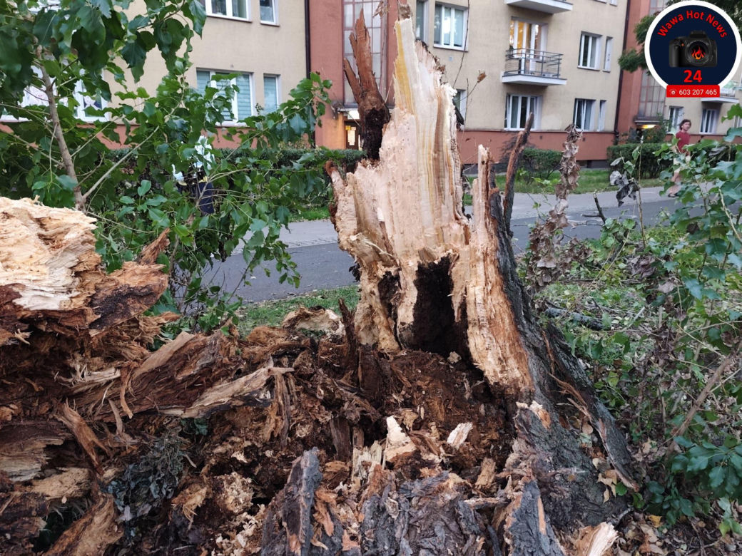 Drzewo spadło na sieć trakcyjną