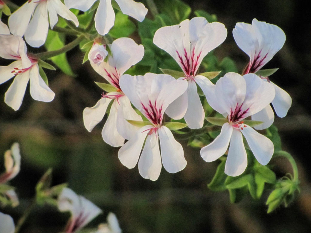 Pelargonia kaskadowa (pelatatum)