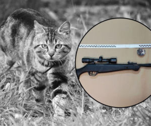 47-letni sadysta strzelał do kota z wiatrówki. Zwierzę trzeba było uśpić