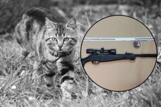 47-letni sadysta strzelał do kota z wiatrówki. Zwierzę trzeba było uśpić