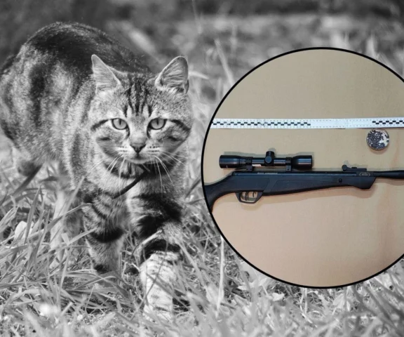 47-latek strzelał do kota z wiatrówki. Zwierzę trzeba było uśpić