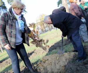 Sto drzew na 100. rocznicę odzyskania niepodległości w Toruniu