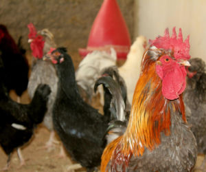 W tym roku pięć nowych ognisk grypy ptaków