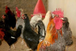 W tym roku pięć nowych ognisk grypy ptaków. Do likwidacji trafi ponad 230 tys. sztuk drobiu