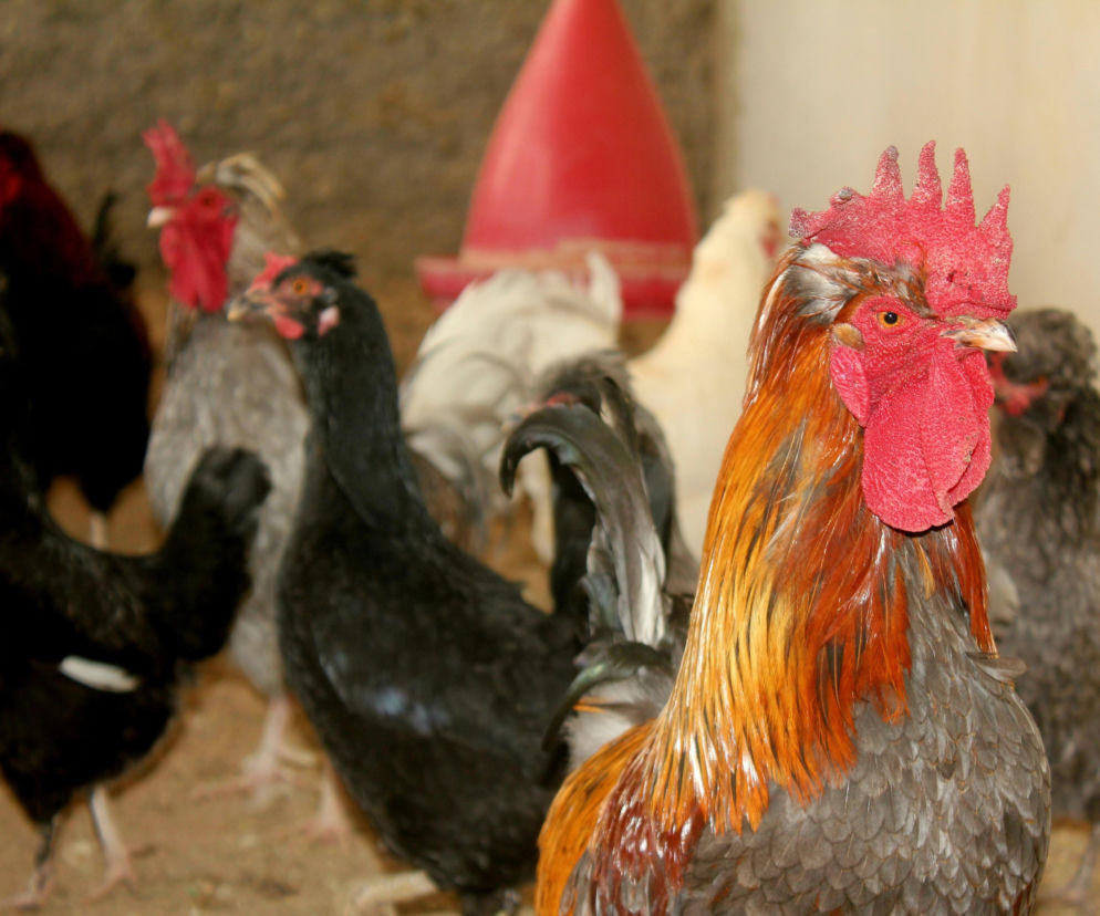 W tym roku pięć nowych ognisk grypy ptaków