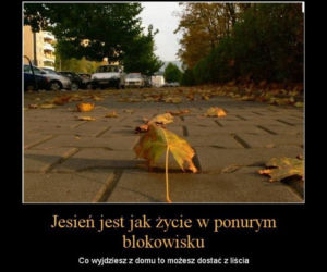 Równonoc jesienna 2020. Zobacz najlepsze memy na pierwszy dzień jesieni