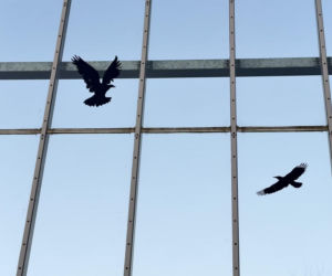 Jak skutecznie zabezpieczyć halę przed ptakami?