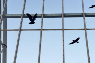 Siatki, kolce czy odstraszacze? Najlepsze sposoby ochrony hal przed ptakami