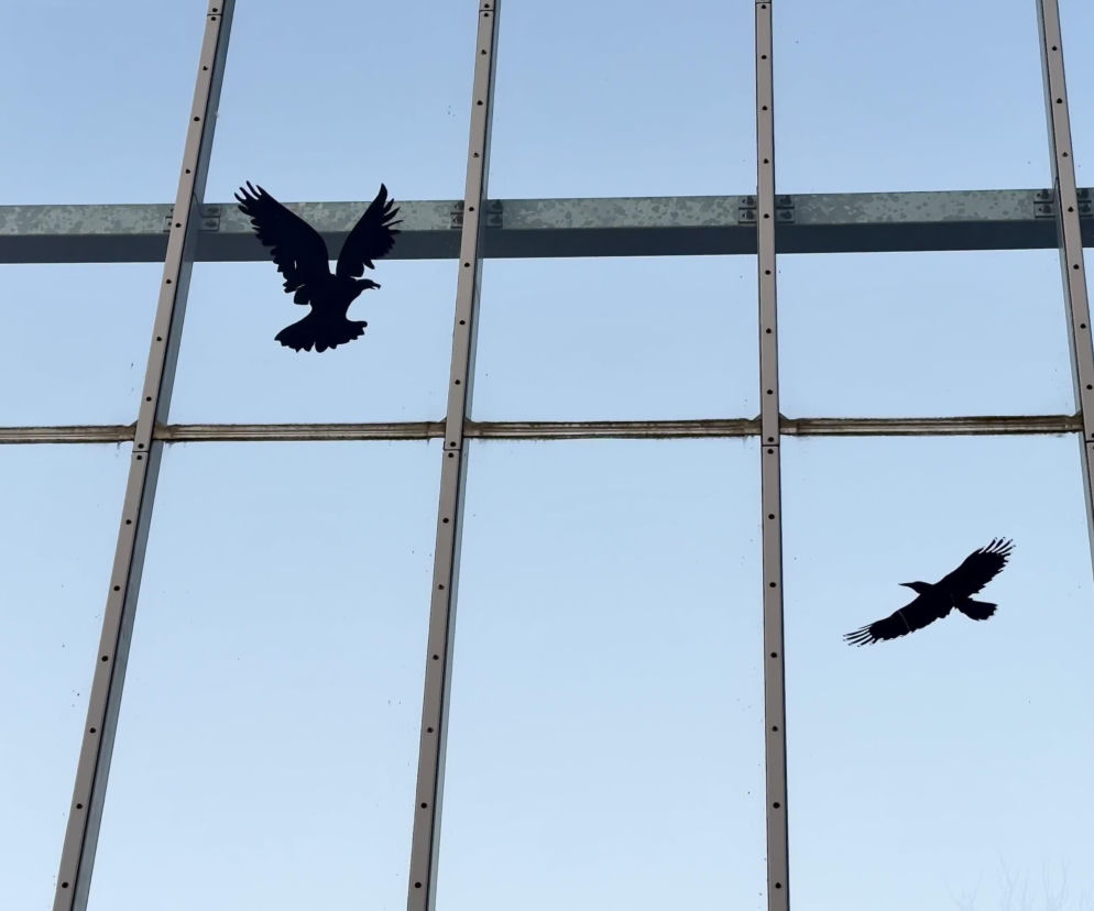 Jak skutecznie zabezpieczyć halę przed ptakami?