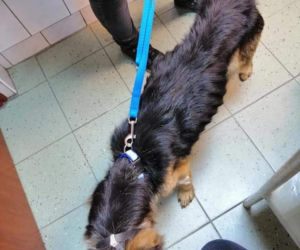 Płock. Waży 12,5 kg, a powinna 25. Właściciel tylko czekał na jej śmierć! [ZDJĘCIA]