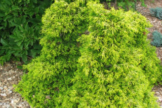 Cyprysik japoński 'Tsatsumi Gold' - Chamaecyparis obtusa 'Tsatsumi Gold'