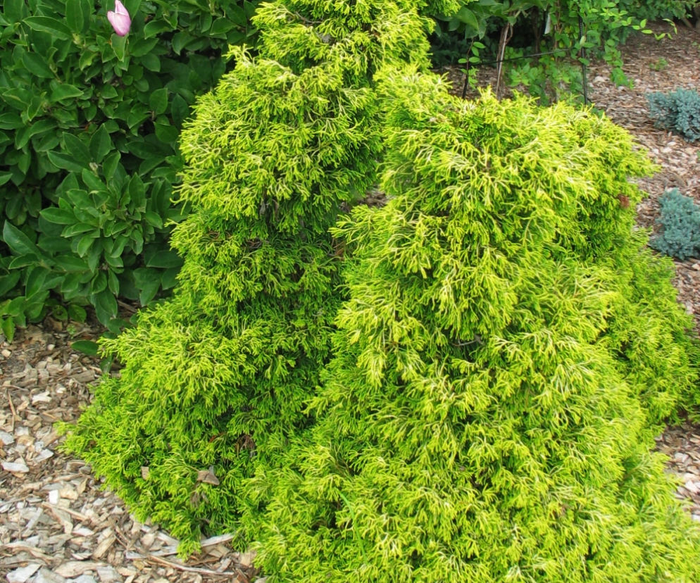 Cyprysik japoński 'Tsatsumi Gold'