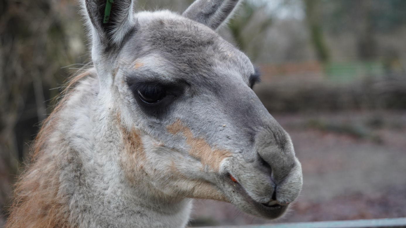 We wrocławskim zoo urodziło się małe gwanako