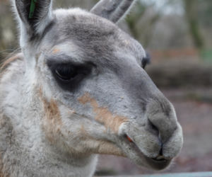 We wrocławskim zoo urodziło się małe gwanako