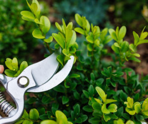 Jak przyciąć bukszpan, by pięknie się zagęścił?