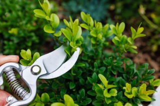 Ten zabieg sprawi, że bukszpan będzie gęsty jak nigdy! Kiedy i jak przycinać bukszpan?