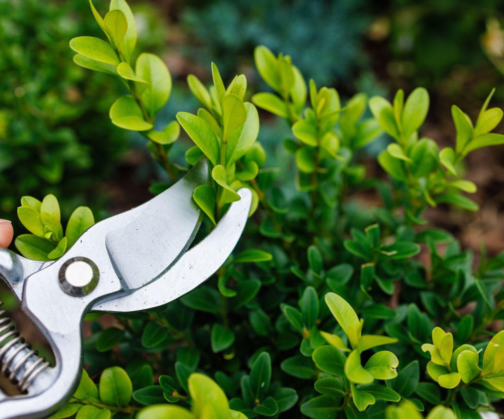 Jak przyciąć bukszpan, by pięknie się zagęścił?