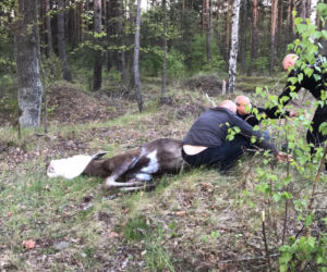 Sosnowiec: Ranny łoś biegał po ulicach miasta. Mieszkańcy pomogli go uratować! [ZDJĘCIA, WIDEO]