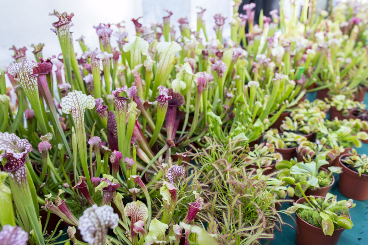 Wystawa Roślin Owadożernych w Ogrodzie Botanicznym