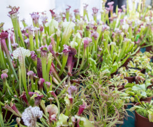 Wystawa Roślin Owadożernych w Ogrodzie Botanicznym