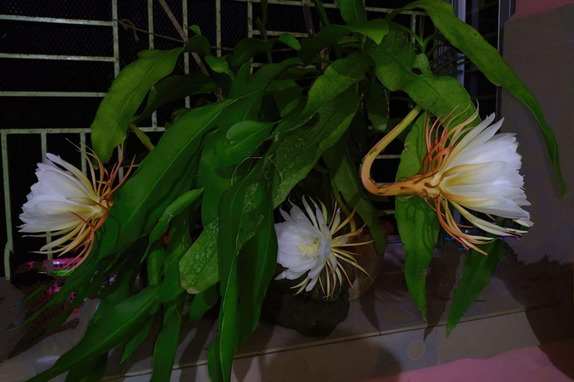Królowa Nocy (Epiphyllum oxypetalum)