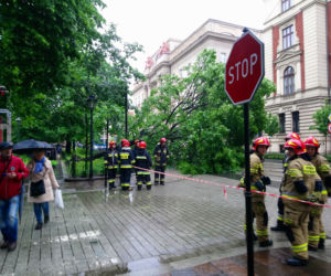 Kraków: O krok od tragedii na Basztowej. Potężne drzewo runęło na ulicę i torowisko