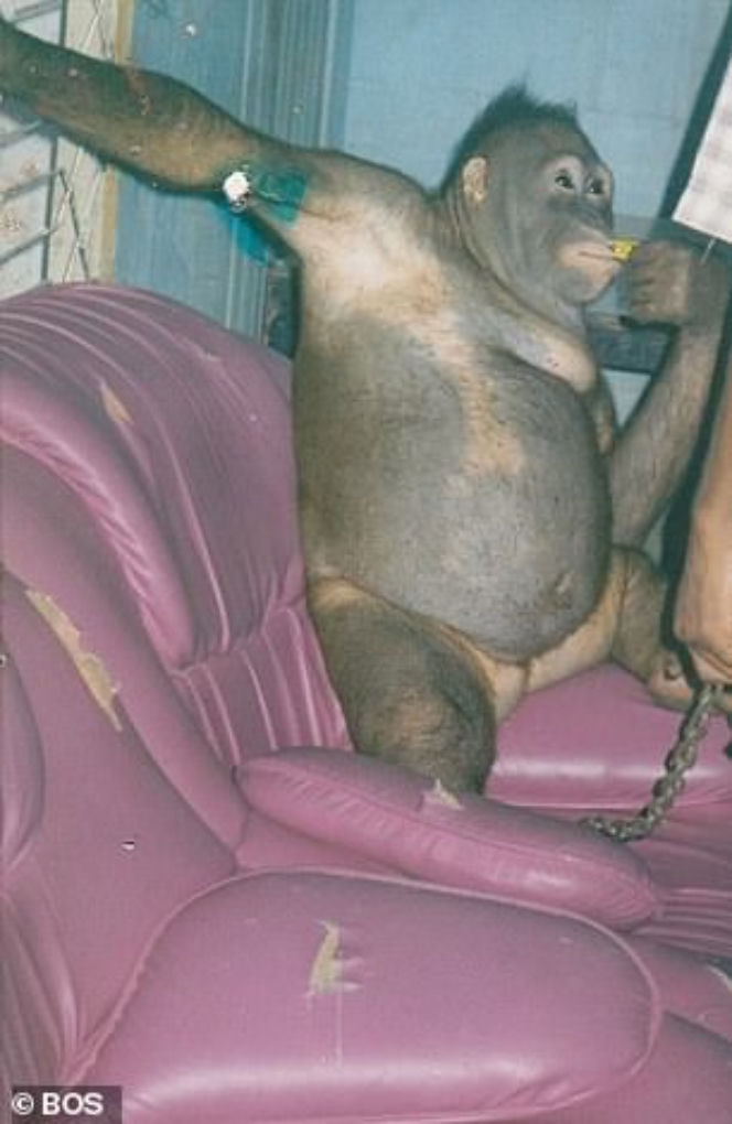 Horror orangutanicy! Była seks-więźniem w burdelu