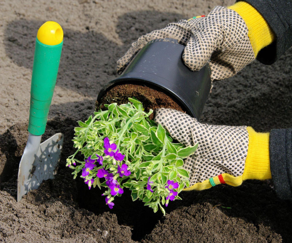 Sadzenie żagwinu ogrodowego