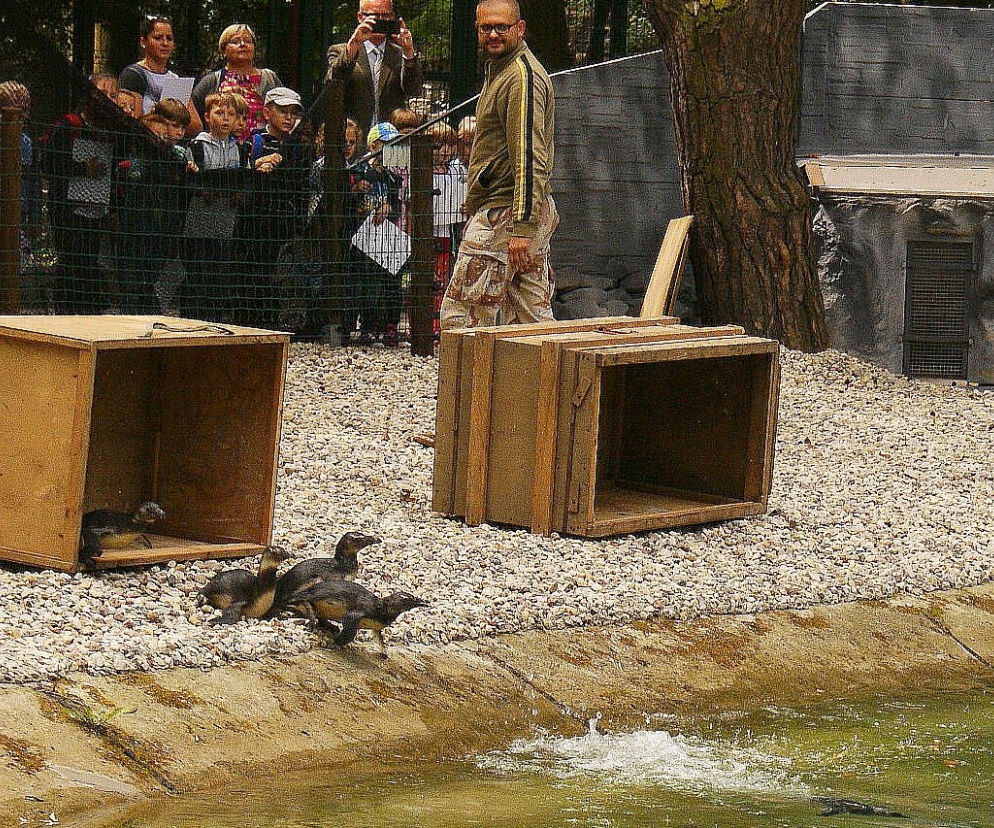 W sumie w łódzkim zoo będzie 35 pingwinów