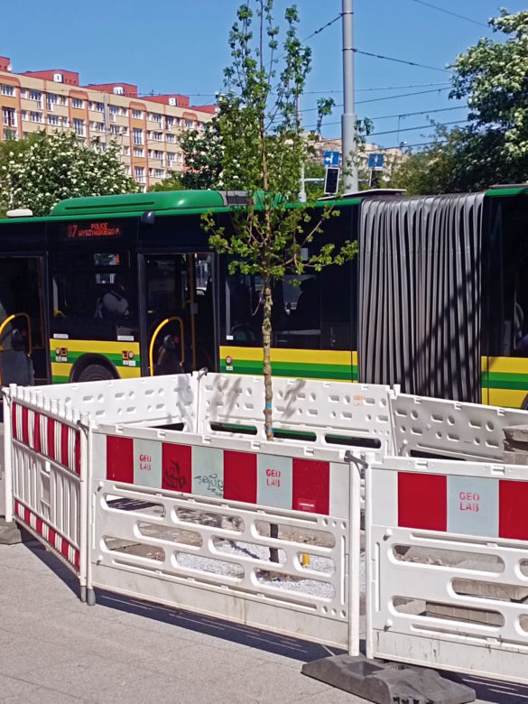 Nieznany sprawca podpalił świeżo posadzone drzewo na placu Rodła