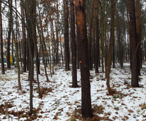 Na osiedlu Rejtana w Lesznie znów wycinane są drzewa. Będa też gdzie indziej