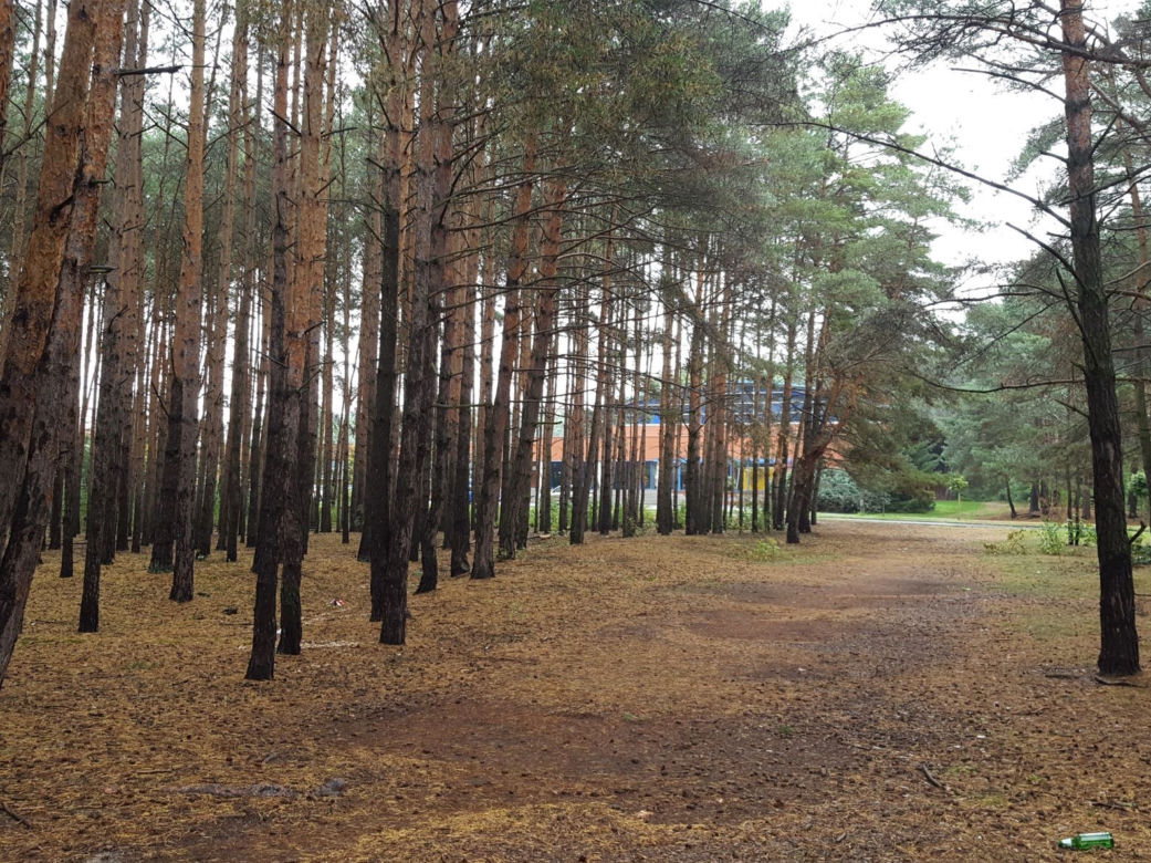 Miał być park, będzie wycinka? Miasto wystawiło na sprzedaż hektar lasu na Rejtana