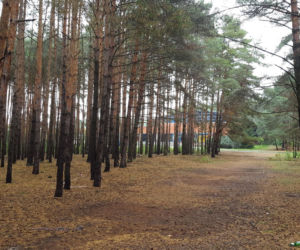 Miał być park, będzie wycinka? Miasto wystawiło na sprzedaż hektar lasu na Rejtana