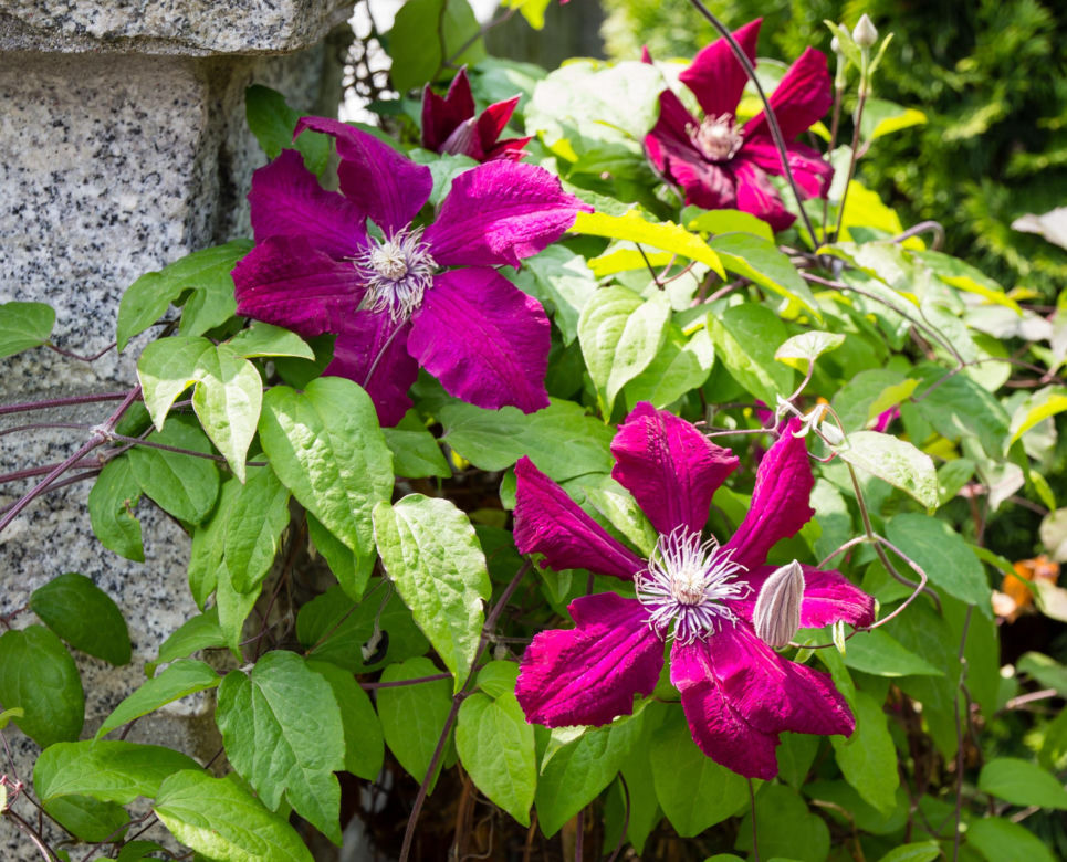 Powojnik (Clematis)