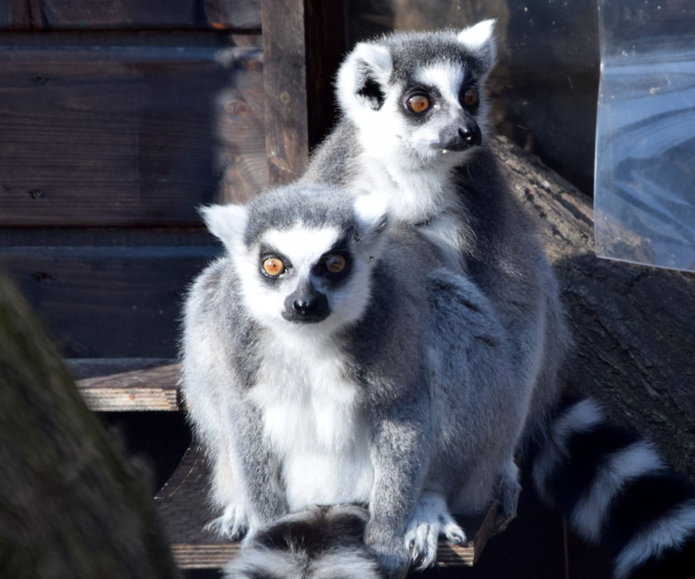 Zwierzęta w poznańskim ogrodzie zoologicznym