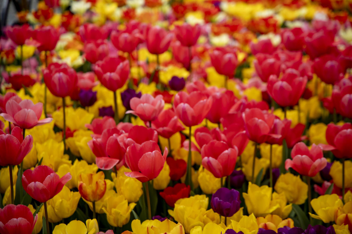 Festiwal tulipanów w Stambule - Istanbul Lale Festivali