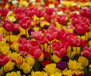 Festiwal tulipanów w Stambule - Istanbul Lale Festivali