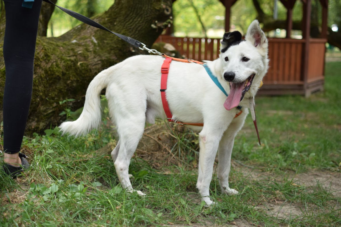 Marley - pies do adopcji