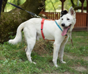 Marley - pies do adopcji