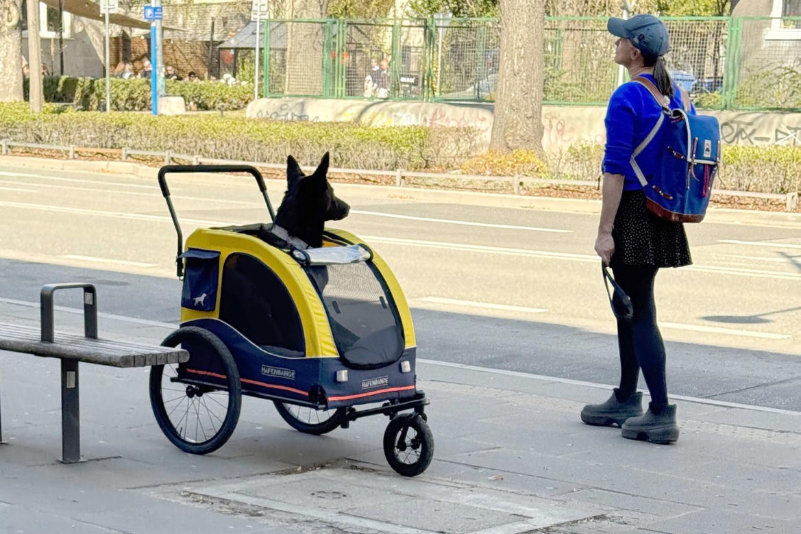 Tak Damięcka dba o psa