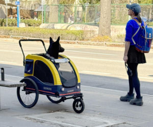 Tak Damięcka dba o psa