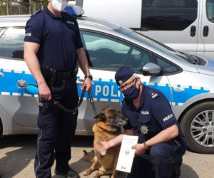 Harry, Boss, Taj - psy z bydgoskiej policji przeszły na emeryturę